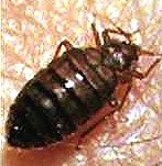 Adult Bed Bug